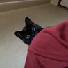 クロクロマル