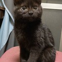 ★活発な黒猫の女の子（推定3ヶ月半）