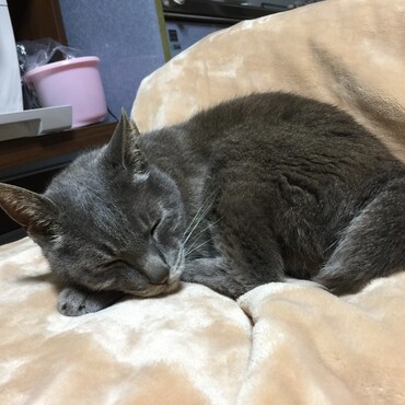 えさしゃん、生きてた＼(^-^)／安心したら眠くて(-_-)zzz