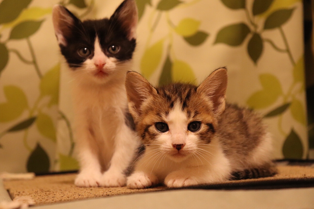 子猫総勢11匹と母猫の募集！」鹿児島県 - 猫の里親募集(362998 