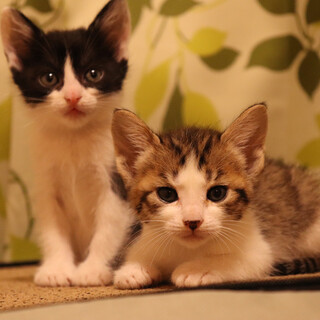 子猫総勢11匹と母猫の募集！