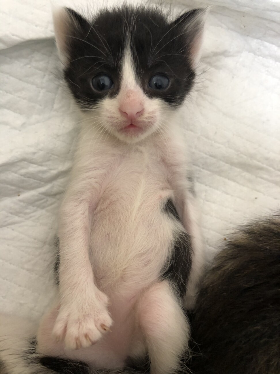 子猫総勢11匹と母猫の募集！」鹿児島県 - 猫の里親募集(362998 