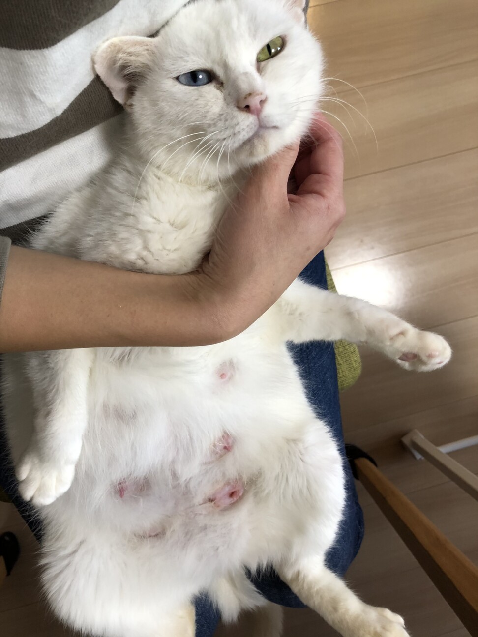 子猫総勢11匹と母猫の募集！」鹿児島県 - 猫の里親募集(362998 