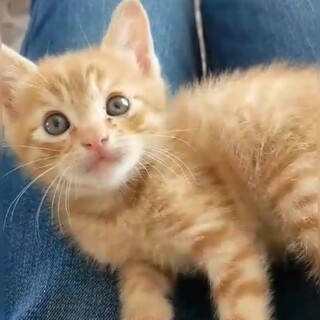 茶トラのタルくん