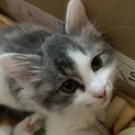 おとなしくて可愛いチル❣️