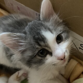 おとなしくて可愛いチル❣️