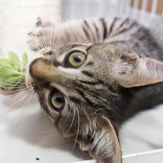 １か月半のチビにゃん、スキニー君です。