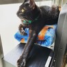 窓際でニャルソック