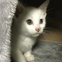オッドアイのケア君 １ヶ月半