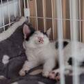 おっとり系おチビちゃん