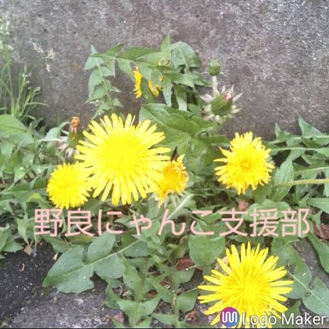 野良にゃんこ支援部のカバー写真