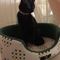 飼育放棄からレスキュー ナナちゃん 10ヶ月