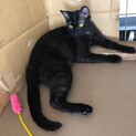 飼育放棄からレスキュー  ミルキーちゃん10ヶ月