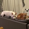 の写真