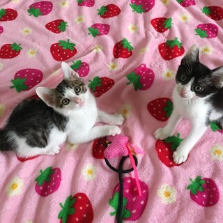 甘えん坊なキジ白、白黒兄弟