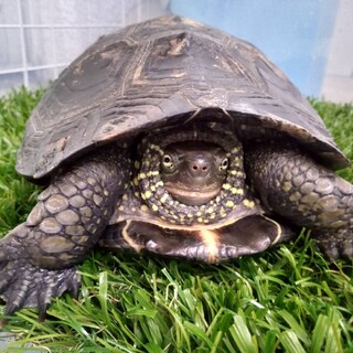 急募！ゼニガメの里親さん募集です