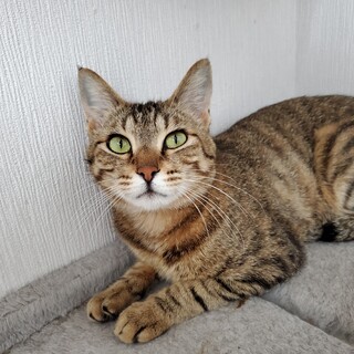 〈えつ〉恥ずかしがり屋な 女の子