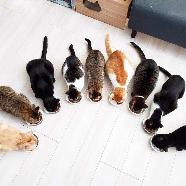cat cafe ウイヤツメのカバー写真