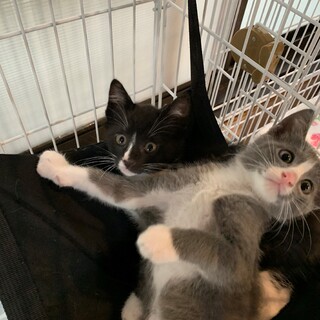 甘～いスイーツ兄弟。黒白・グレ白を…※一時募集中断