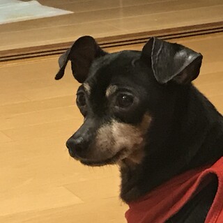 ミニチュア・ピンシャー　雄