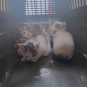 子猫　ママパパ猫保護しています