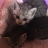 まつのきあさみ