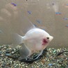 ディスカス、エンゼル サムネイル2