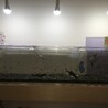 ディスカス、エンゼル サムネイル3