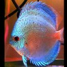 ディスカス、エンゼル サムネイル5
