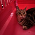 里親様募集中！アメショー風　可愛い雌猫