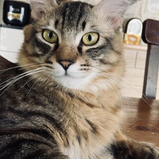 メインクーンのようなしっぽの猫