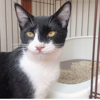 甘えんぼうで愉快な猫、ギターくん♬︎♡