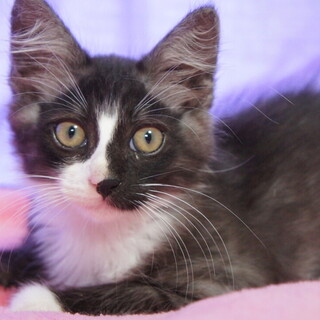 １か月半の長毛の男の子、ロッドくんです。