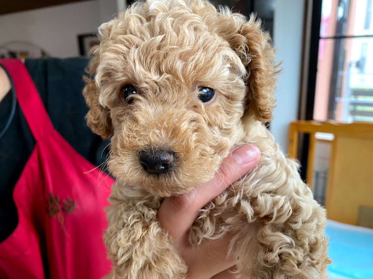 トイプードル 仔犬 サブ 兵庫県 犬の里親募集 ペットのおうち 月間利用者150万人