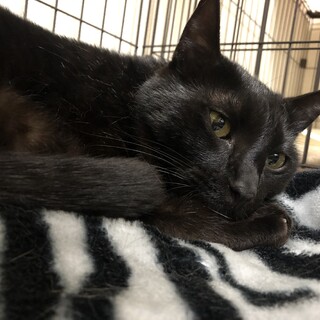 ありがとうございました★おおきな黒猫福助君