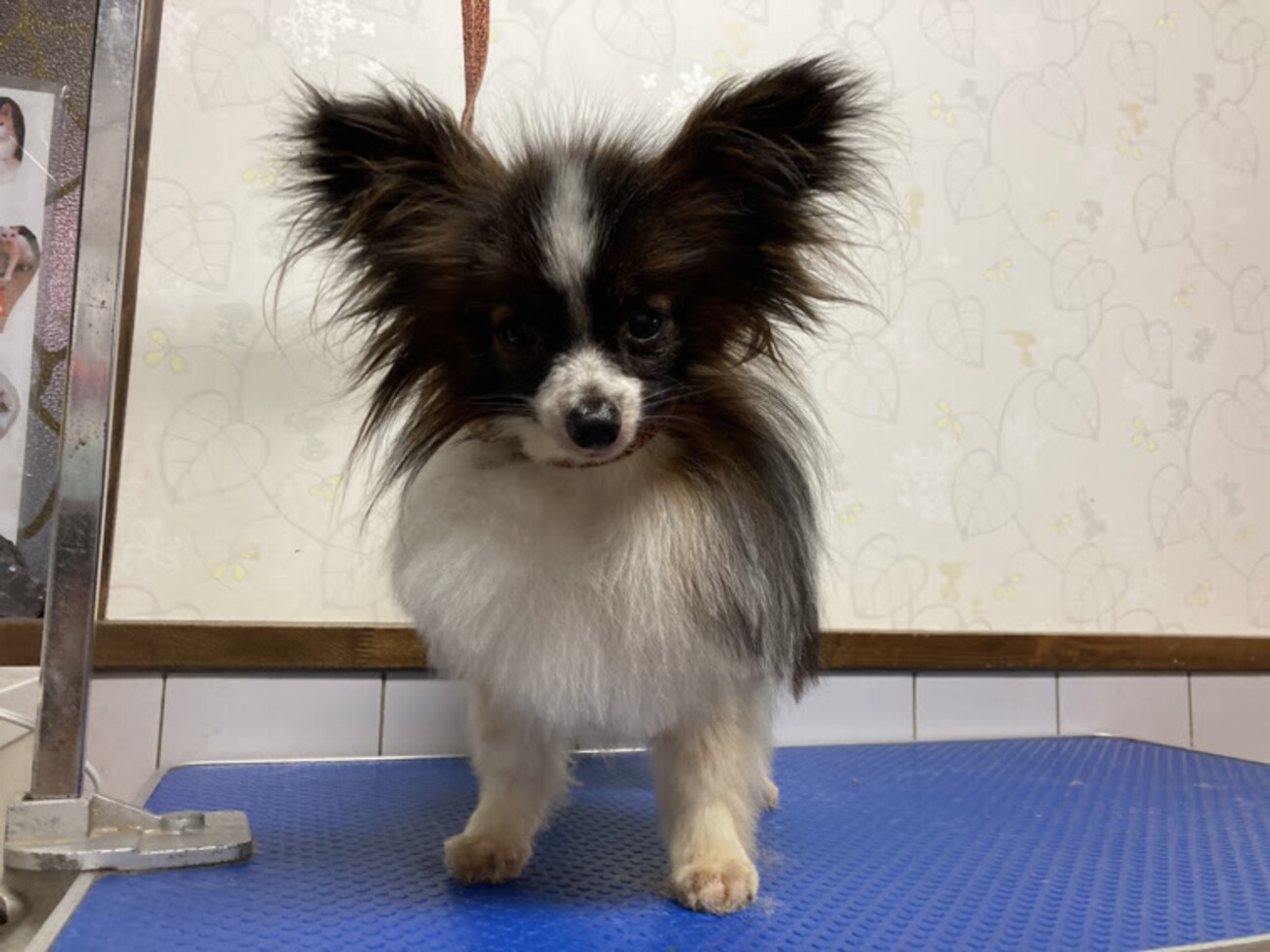 小さなパピヨン 1歳 パ 兵庫県 犬の里親募集 ペットのおうち 月間利用者150万人