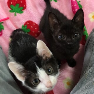 一時停止姉妹のミクちゃん、ナノちゃんです