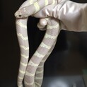専門知識のある方お願いします。カリキン