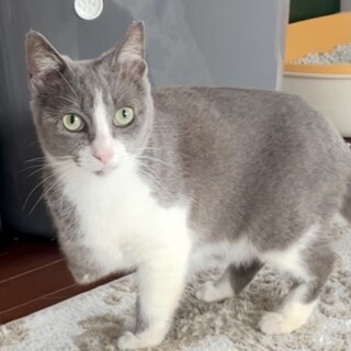 【あいこま】おかげさまで里親様が決まりました。