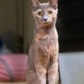 多頭飼育崩壊から来た、2.3歳ぐらいの女の子