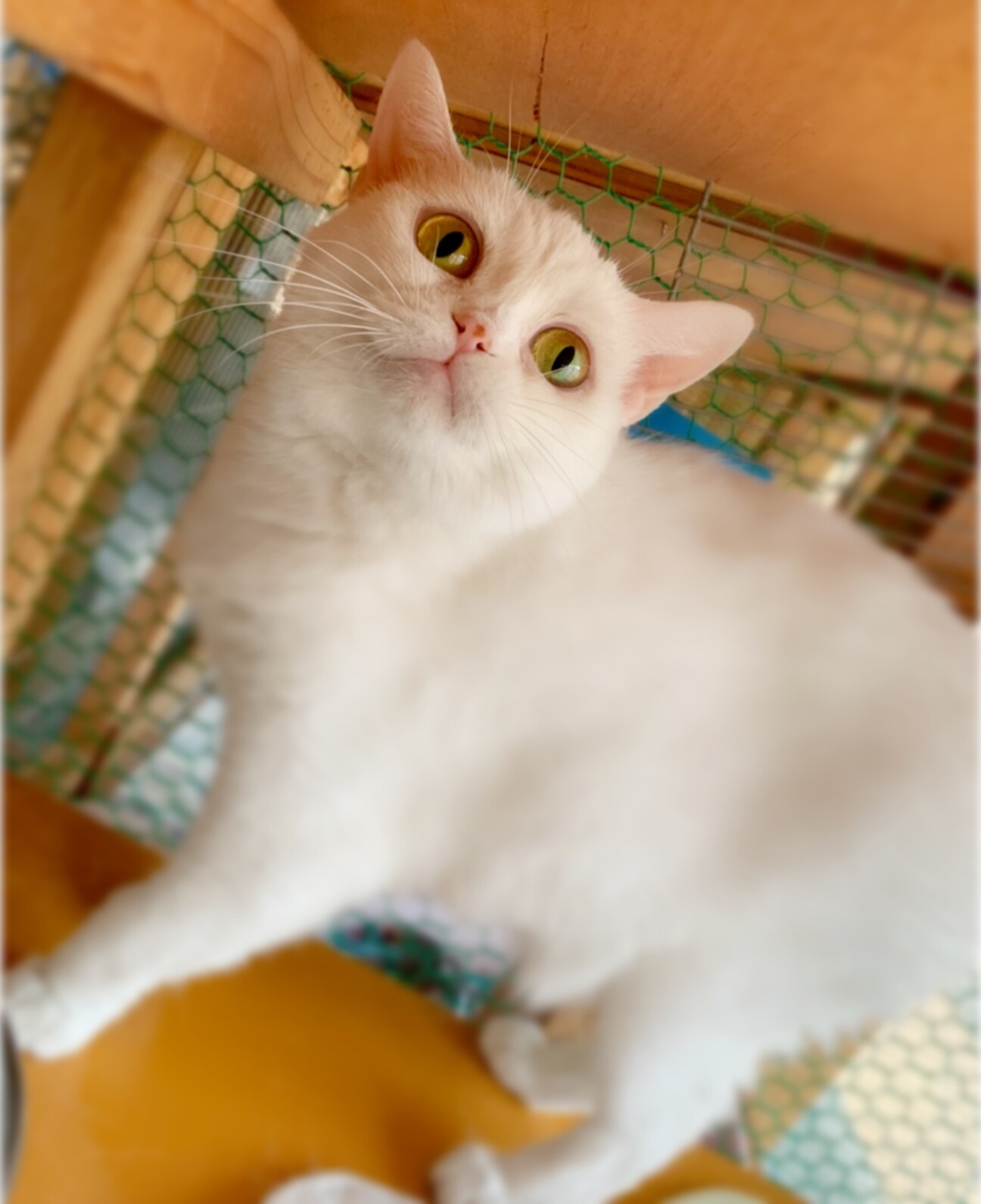 スコティッシュフォールド 佐賀県 猫の里親募集 ペットのおうち 月間利用者150万人