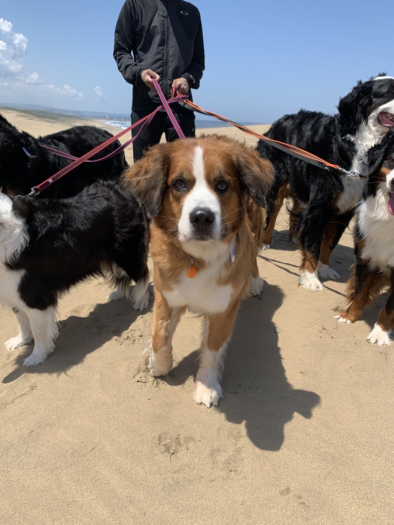 大型犬♀・40キロ」広島県 - 犬の里親募集(363104) :: ペットのおうち