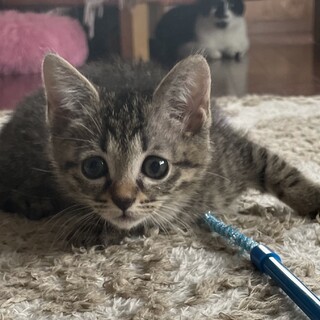 【ふぐ】おかげさまで里親様が決まりました。
