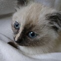 キュートな甘えん坊！２ヶ月女の子（FIV＋）