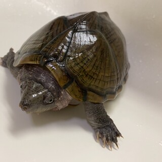 カブトニオイガメ里親募集