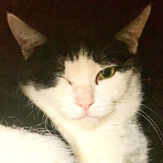 白黒ハチワレ『ジェジェ』