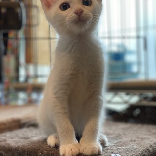 可愛い元気いっぱいの男の子