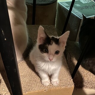 美人な白ミケさん！