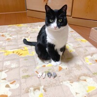 コンちゃん