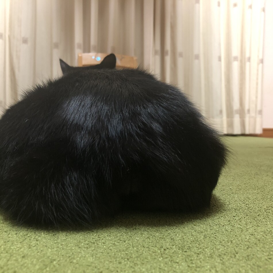 うめこのカバー写真